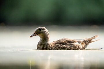 duck in the water