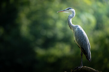 great blue heron