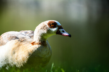 close up of a bird