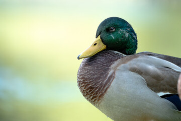 Portrait of a duck