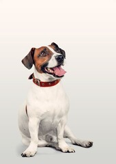 Portrait of cute smart dog sitting