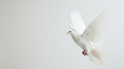Obraz premium White dove in flight