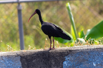 Black ibis standing on a wall in the park. Bird.