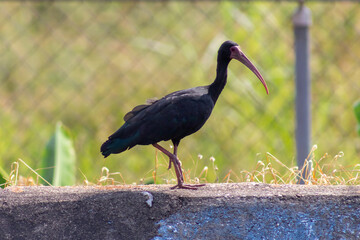 Black ibis standing on a wall in the park. Bird. - obrazy, fototapety, plakaty