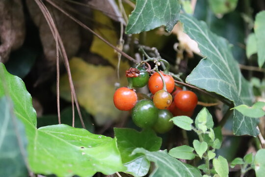 Jitomates cherry silvetres