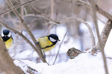 Tits on tree branches in winter