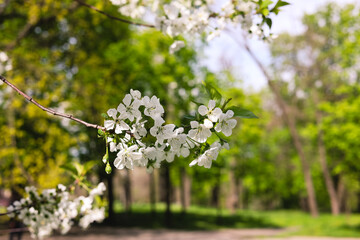 Blooming cherry tree in spring