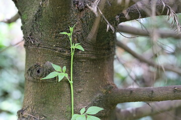 Planta trepadora