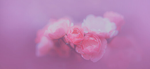 Beautiful pink roses bloom on a bush in the garden in the summer. The beauty of nature and romance. Flora.