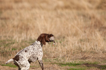 A hunting dog that catches its prey.