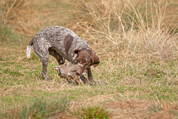 A hunting dog that catches its prey.