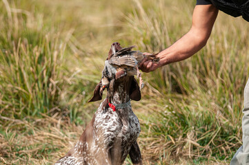 The hound brought its prey to its master.