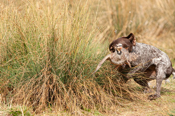 A hunting dog that catches its prey.