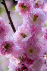 migdałowiec trójklapowy - kwiat, 
three-lobed almond flower