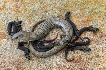 Obraz premium Australian Mainland She-Oak Skink after giving birth to ten young