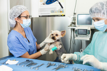 Skilled female veterinarian with assistant conducting meticulous examination of little Yorkshire...