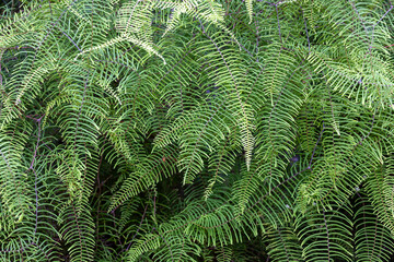 Australian Coral Fern growing in a dense clump
