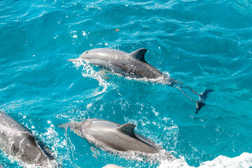 Naklejka premium Golfinhos nadando no arquipélago de Fernando de Noronha no litoral nordeste pelo mar do oceano Atlântico com bela embarcação na água