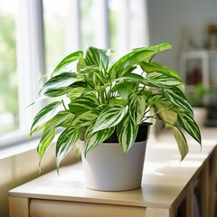 A beautiful houseplant sits on a wooden table near a window.