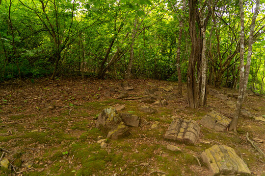 Petrified forest of Puyango, located in Ecuador