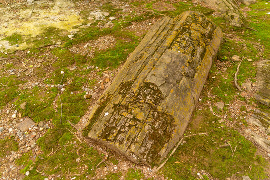 Petrified forest of Puyango, located in Ecuador