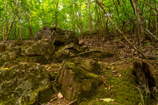 Petrified forest of Puyango, located in Ecuador