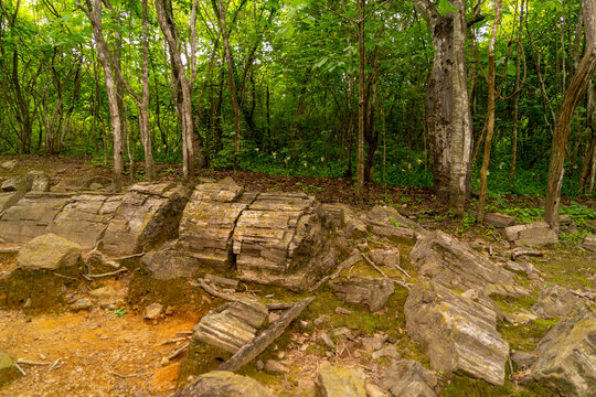 Petrified forest of Puyango, located in Ecuador