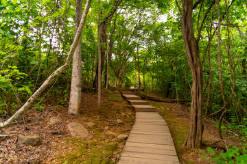 Nature trails in the middle of a green forest