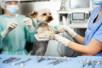 Closeup of cute little Yorkshire terrier with bandaged paw receiving medical care from professional...