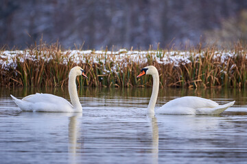 Mute swans swimming in a pond in the winter season (Cygnus olor)