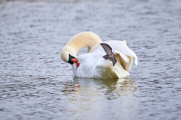 Mute swans preening feathers (Cygnus olor)