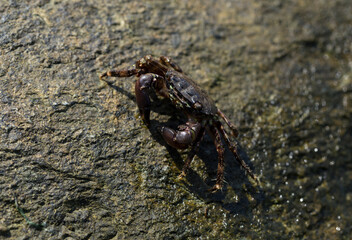 Pachygrapsus marmoratus is a species crab, sometimes called the marbled rock crab or marbled crab. Black Sea. Crab in the stones.