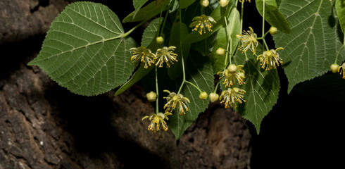 A sprig of linden tree. Spring flowering of a medicinal plant.