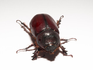 European rhinoceros beetle (Oryctes nasicornis) is a large flying beetle belonging to the subfamily Dynastinae. Imago, a female insect.