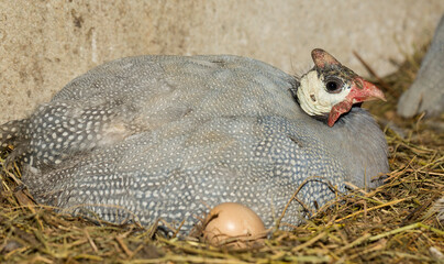 Domestic guineafowl, sometimes called pintade, pearl hen, or gleany.