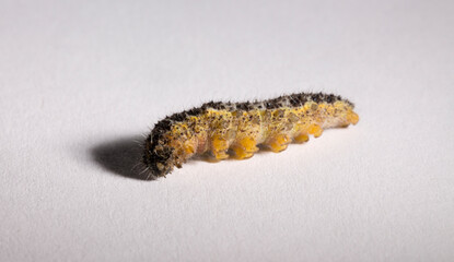 Apanteles glomeratus, Pieris brassicae. Parasitization of insects among themselves. Koinobiont parasitoid wasps.