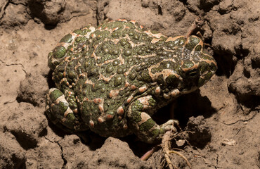 European green toad. Bufotes viridis. An amphibian sits on the ground.