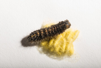 Apanteles glomeratus, Pieris brassicae. Parasitization of insects among themselves. Koinobiont parasitoid wasps.