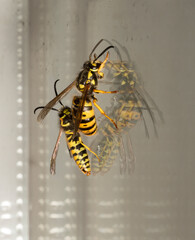Vespula germanica, the European wasp, German wasp, or German yellowjacket. Male and female at the moment of mating.