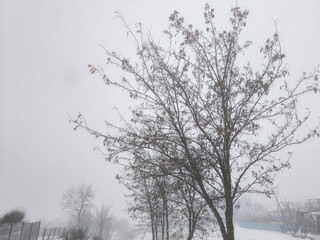 A tree in the snow by the side of the road, in the style of gloomy metropolises, light gray and brown