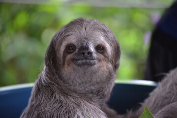 close up of sloth  © Aleisha
