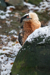 The eagle-vulture head detail outdoors in winter.