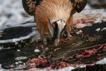 A vulture eats parts of a rat outside.