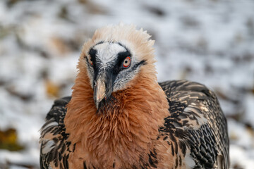 The eagle-vulture head detail outdoors in winter.