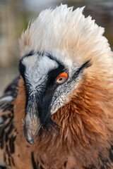 The eagle-vulture head detail outdoors in winter.
