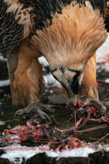 A vulture eats parts of a rat outside.