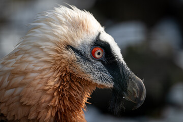 The eagle-vulture head detail outdoors in winter.