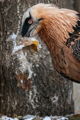 The eagle-vulture close-up of head holding leaves with fur in winter.
