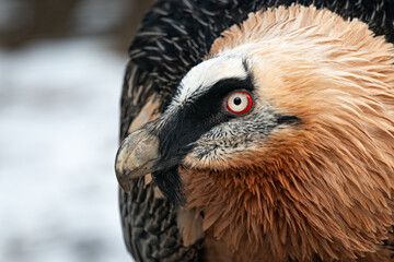 The eagle-vulture head detail outdoors in winter.
