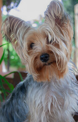 Golden and grey Yorkie, sitting and looking at the horizon on a spring day